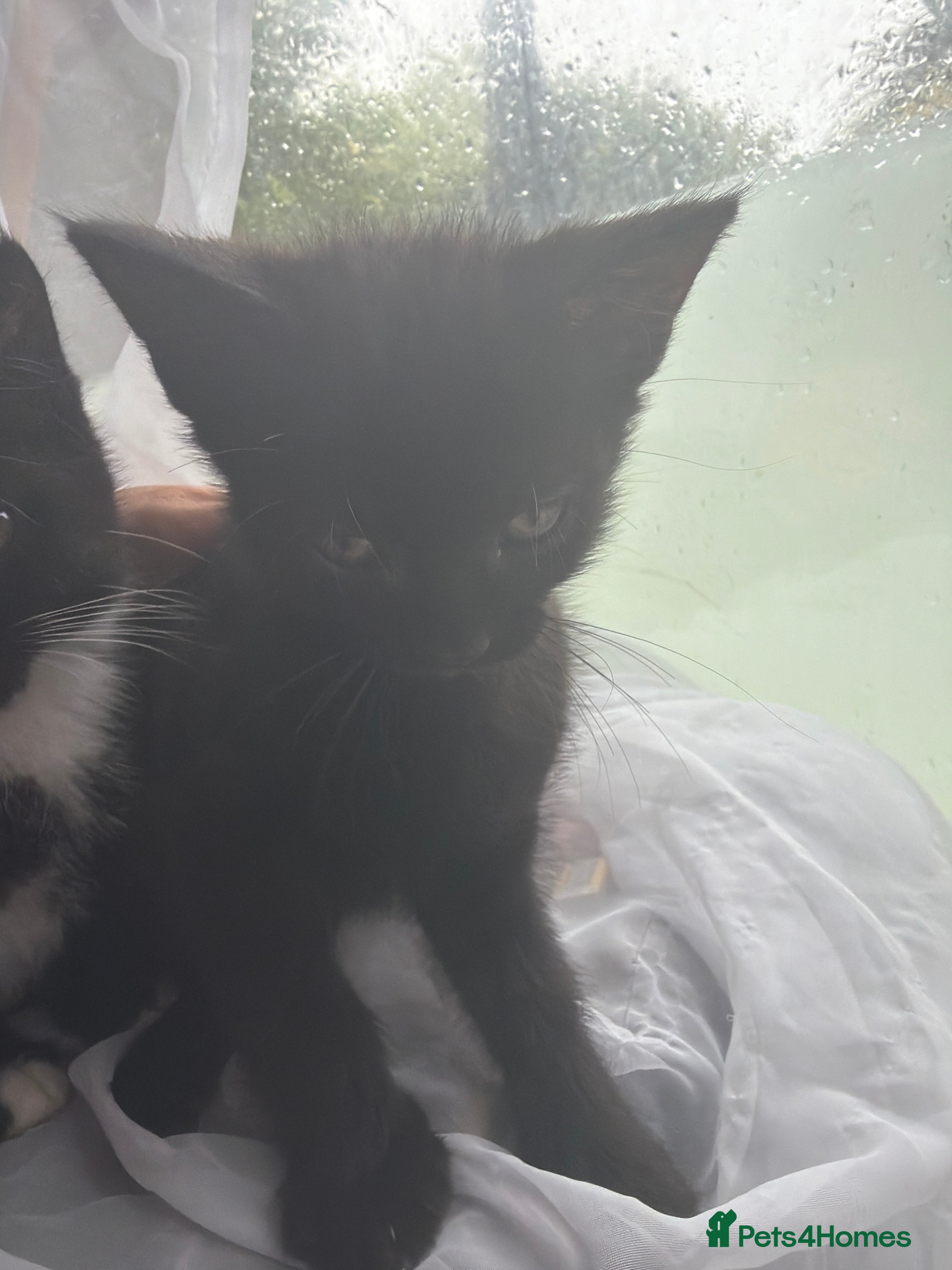 Mixed Breed cats 4 black and white kittens - Advert 2