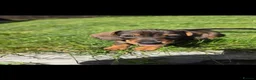 Miniature Dachshund dogs for sale: KC Miniature Dachshunds ready for forever homes - Advert 21