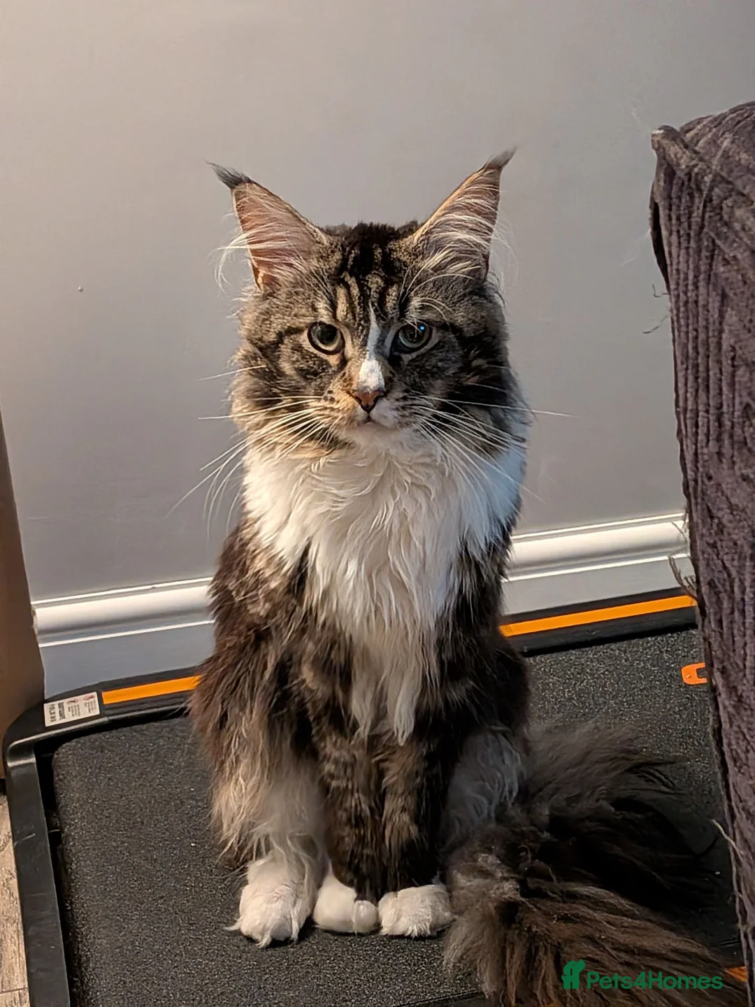 Maine Coon cats for sale: Maine Coon Tabby male - Advert 2