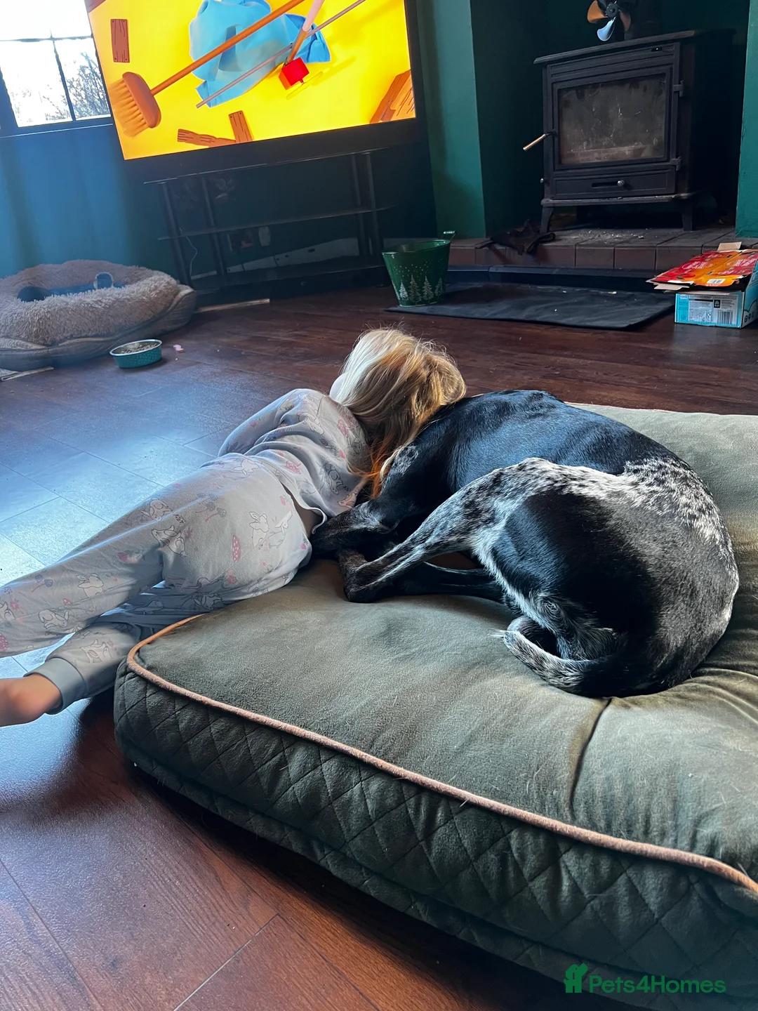 German Shorthaired Pointer dogs for stud: KC Reg German Shorthair Pointer for Stud in Bridlington - Advert 11