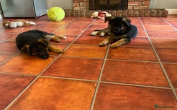 German Shepherd dogs for sale: 25 years experience  breeding German Shepherds - Image 17