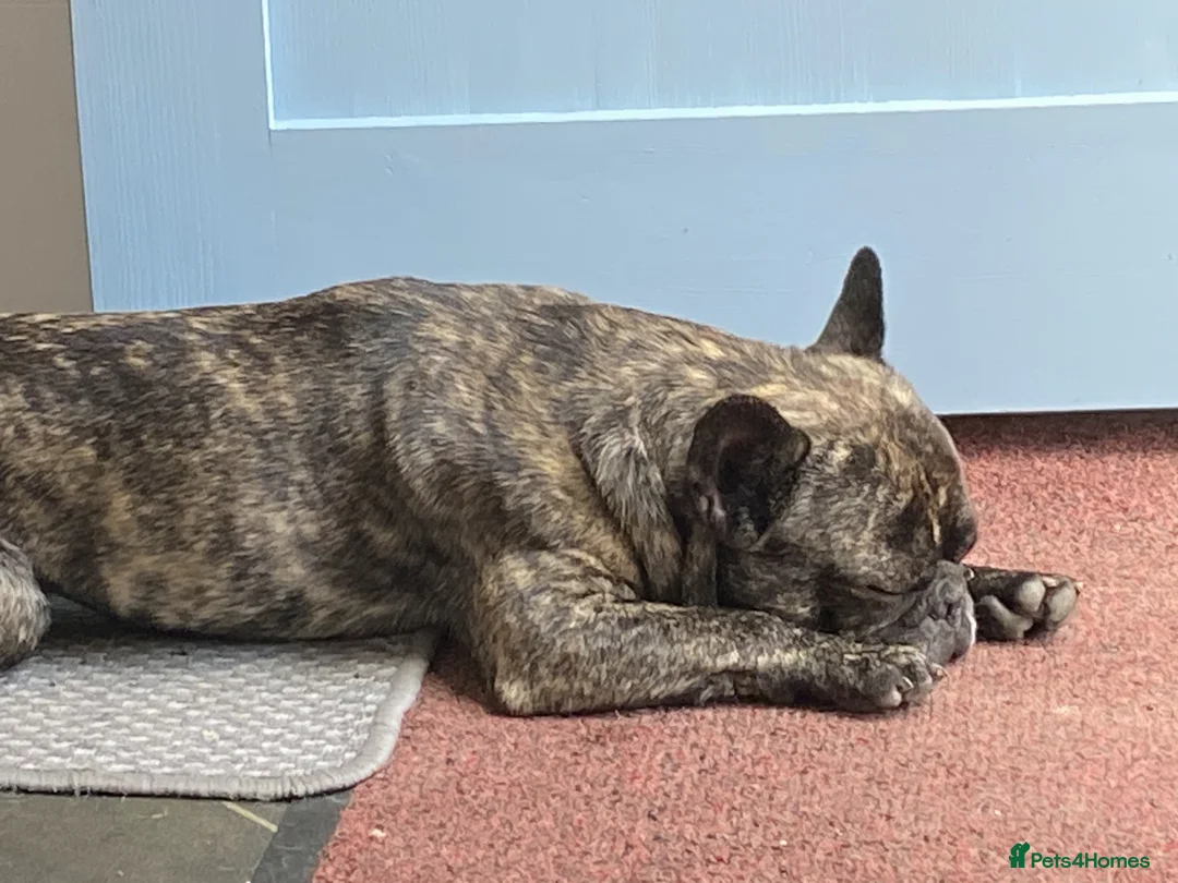 French Bulldog dogs for stud: STUD - Sebastian beautiful boy available for STUD - Advert 11