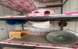 Chinchilla rodents for sale: 2 Female Chinchillas and Full set up!  - Image 5