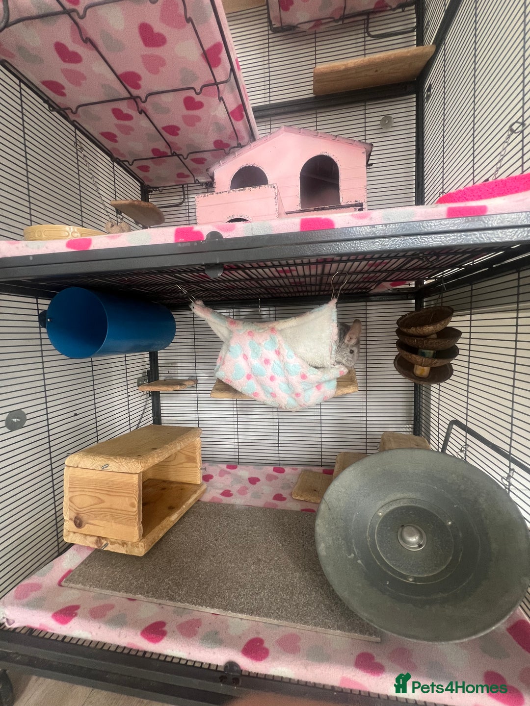 Chinchilla rodents for sale: 2 Female Chinchillas and Full set up!  - Image 5
