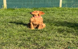 Labrador Retriever dogs for sale: Fox Red Pup “Nala” - Advert 3