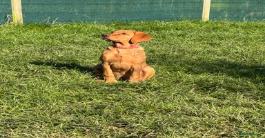 Labrador Retriever dogs Fox Red Pup “Nala” - Advert 11