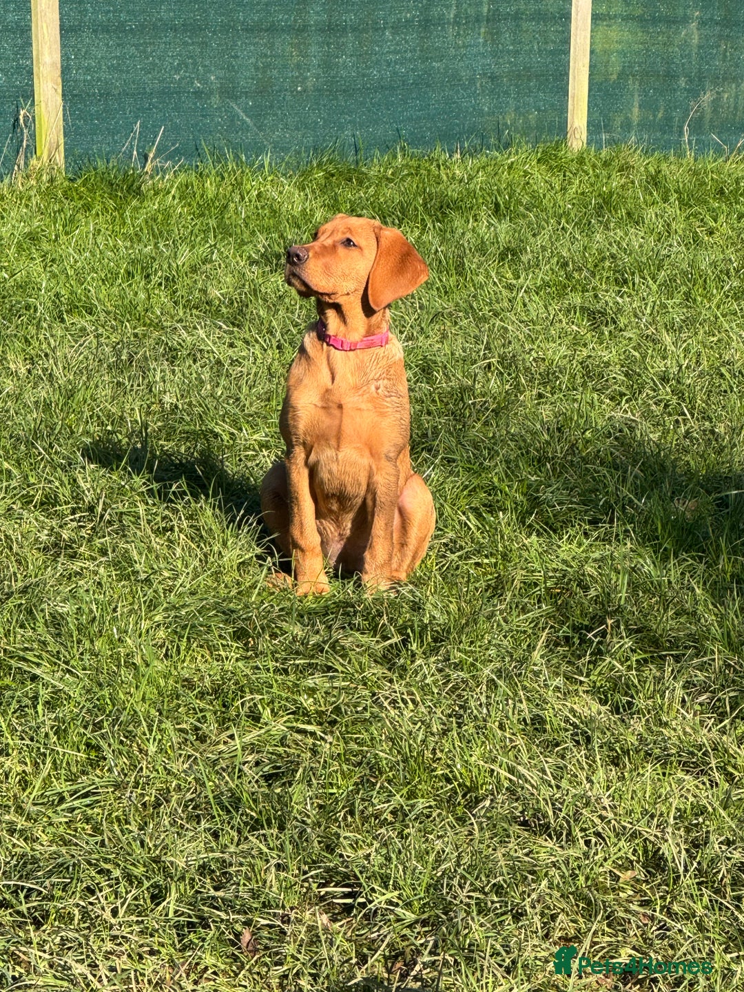 Labrador Retriever dogs for sale: Fox Red Pup “Nala” - Advert 3