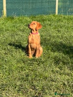 Labrador Retriever dogs Fox Red Pup “Nala” - Advert 1