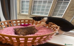 Mixed Breed cats for sale: Male kitten - Advert 13