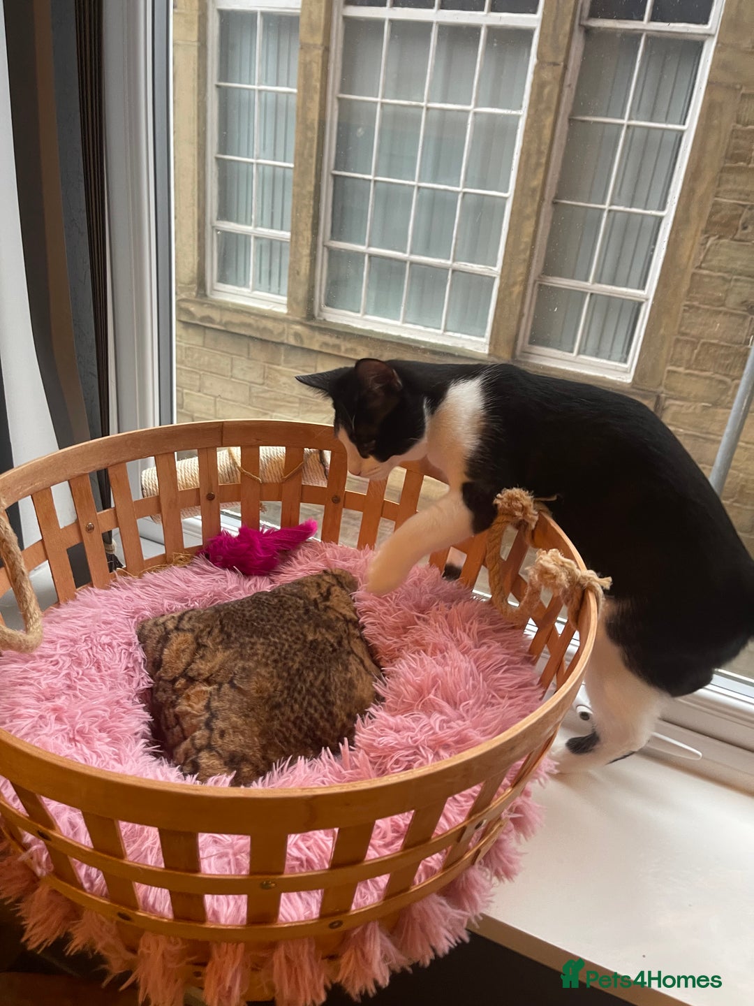 Mixed Breed cats for sale: Male kitten - Advert 13