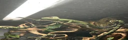 Chameleon reptiles for sale: Male Yemen Veiled Chameleon - Advert 2