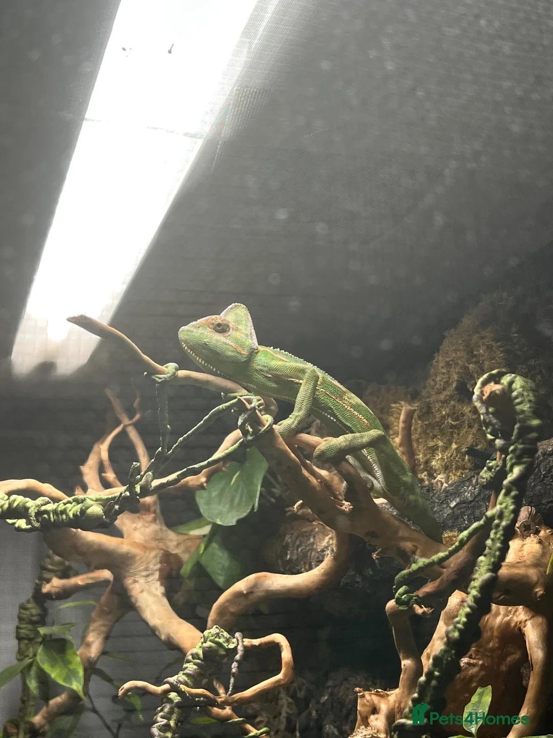 Chameleon reptiles for sale: Male Yemen Veiled Chameleon - Advert 2