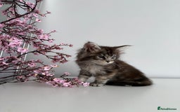 Maine Coon cats for sale: Stunning TICA Maine Coon girls - Image 9
