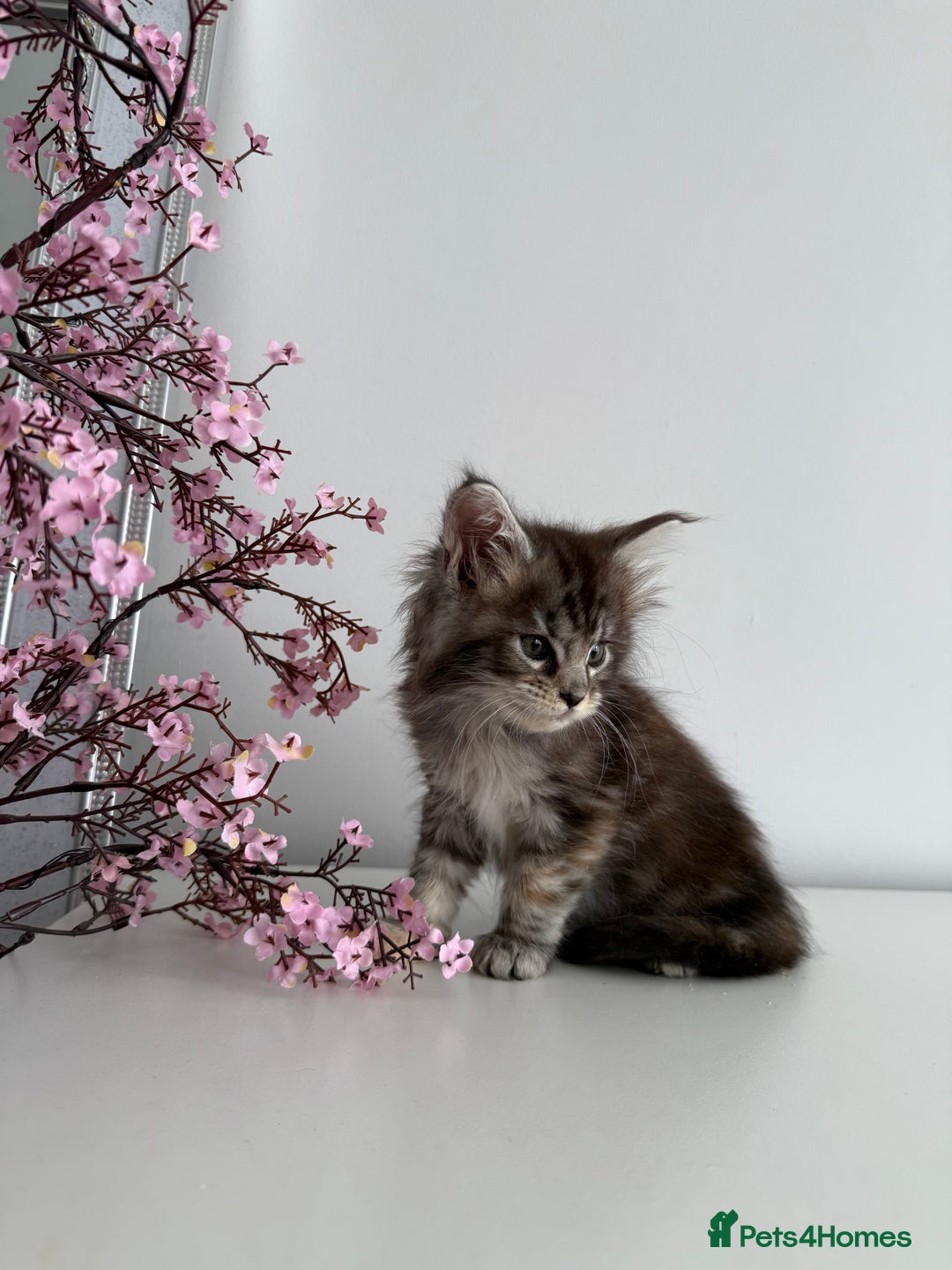Maine Coon cats for sale: Stunning TICA Maine Coon girls - Image 9
