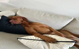 Hungarian Vizsla dogs for stud: Red The Vizsla - Image 2