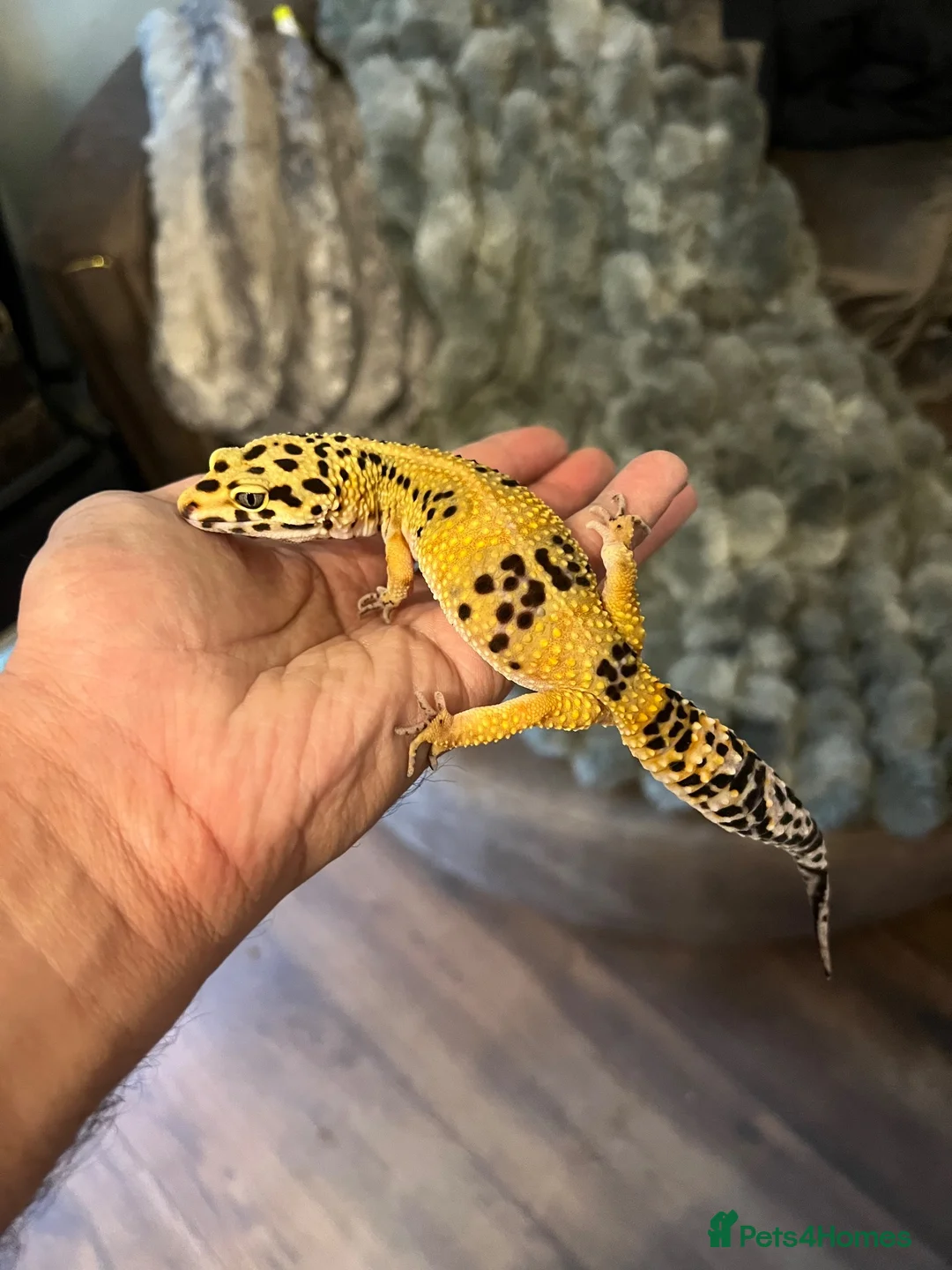 Leopard Gecko reptiles for sale: Beautifully marked hi-yellow female - Advert 6