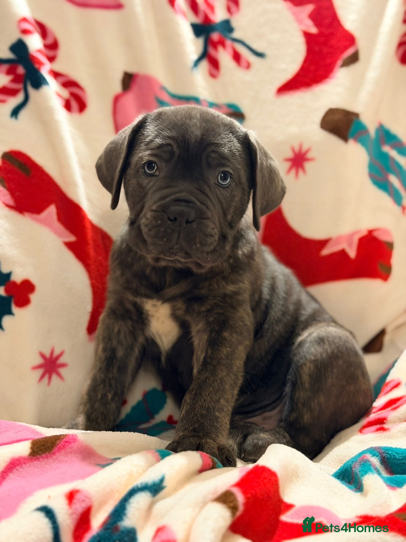 Cane Corso dogs 🐾 Stunning Cane Corso Puppies Available NOW ! 🐾 - Advert 3