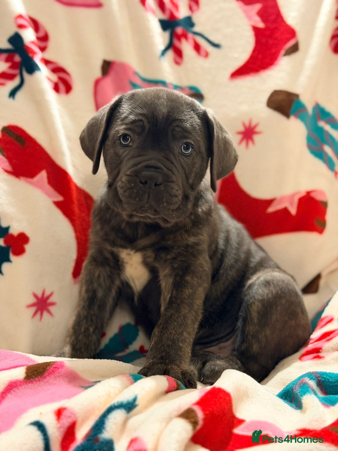 Cane Corso dogs for sale: 🐾 Stunning Cane Corso Puppies Available NOW ! 🐾 - Advert 1