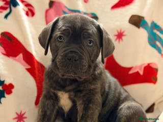 Cane Corso dogs 🐾 Stunning Cane Corso Puppies Available NOW ! 🐾 - Advert 17