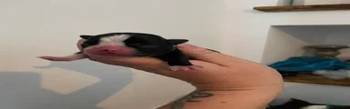 Boston Terrier 3