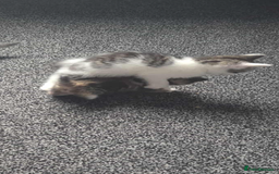 Mixed Breed cats for sale: KITTENS READY TO LEAVE 7/12 - Advert 4