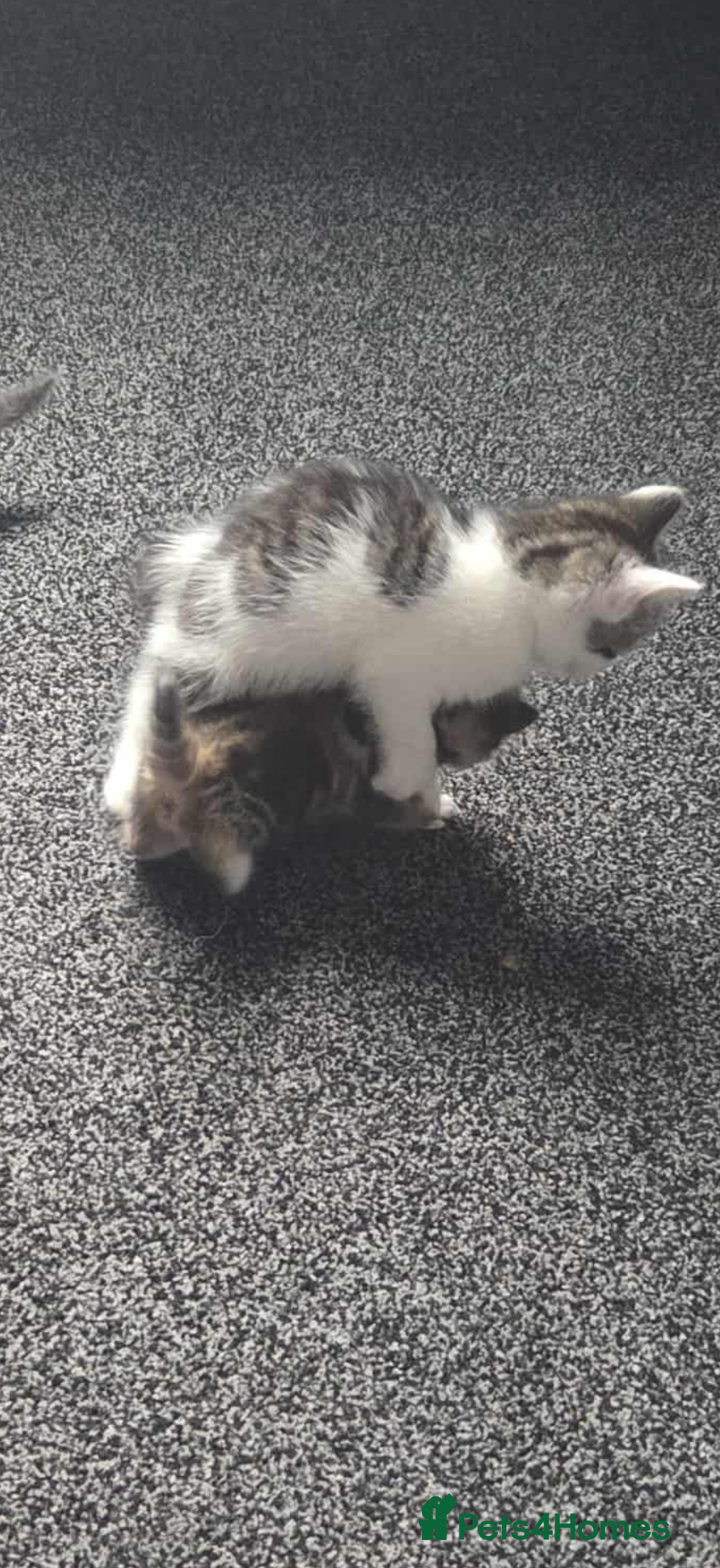 Mixed Breed cats for sale: KITTENS READY TO LEAVE 7/12 - Advert 4