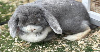French Lop rabbits - Advert 1