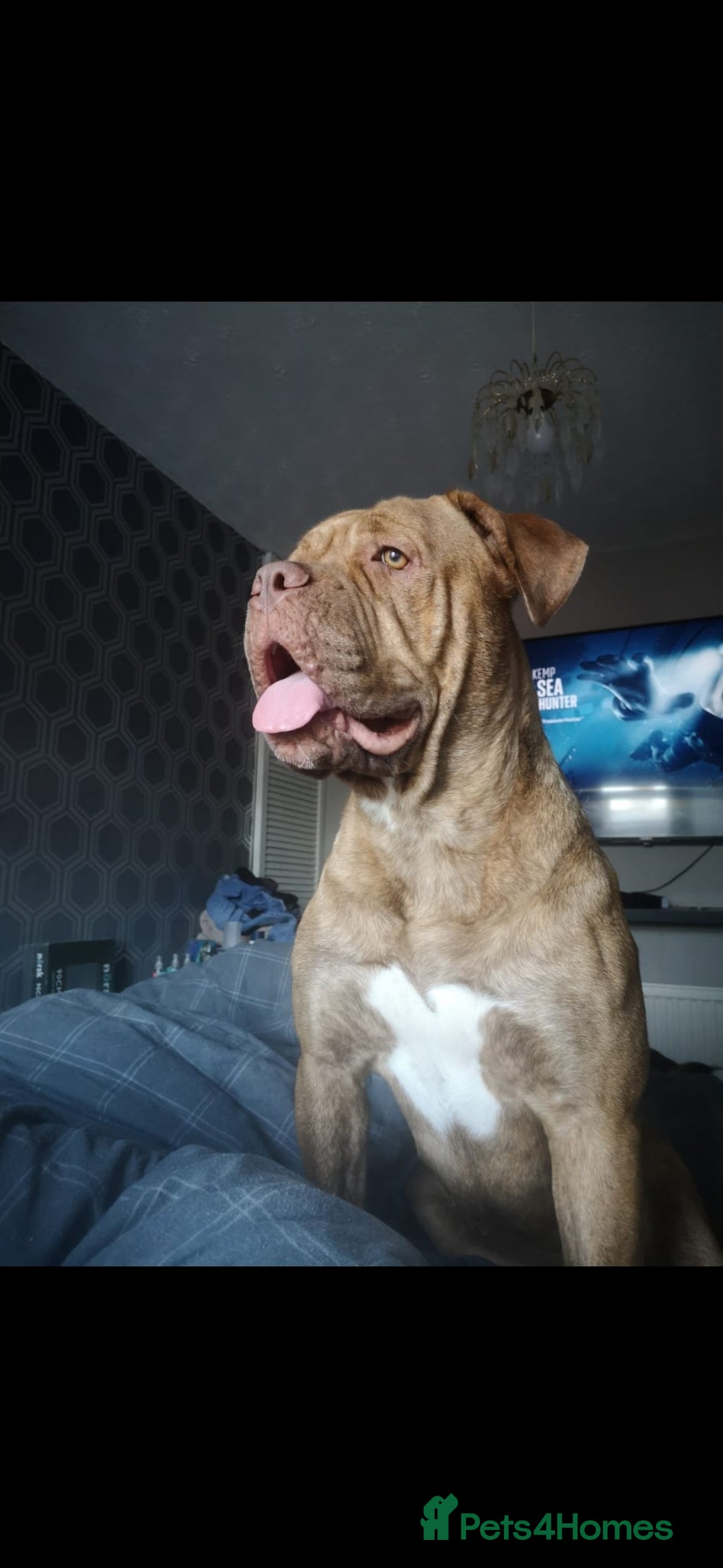 Mixed Breed dogs for sale: Unfortunate rehoming  - Advert 3