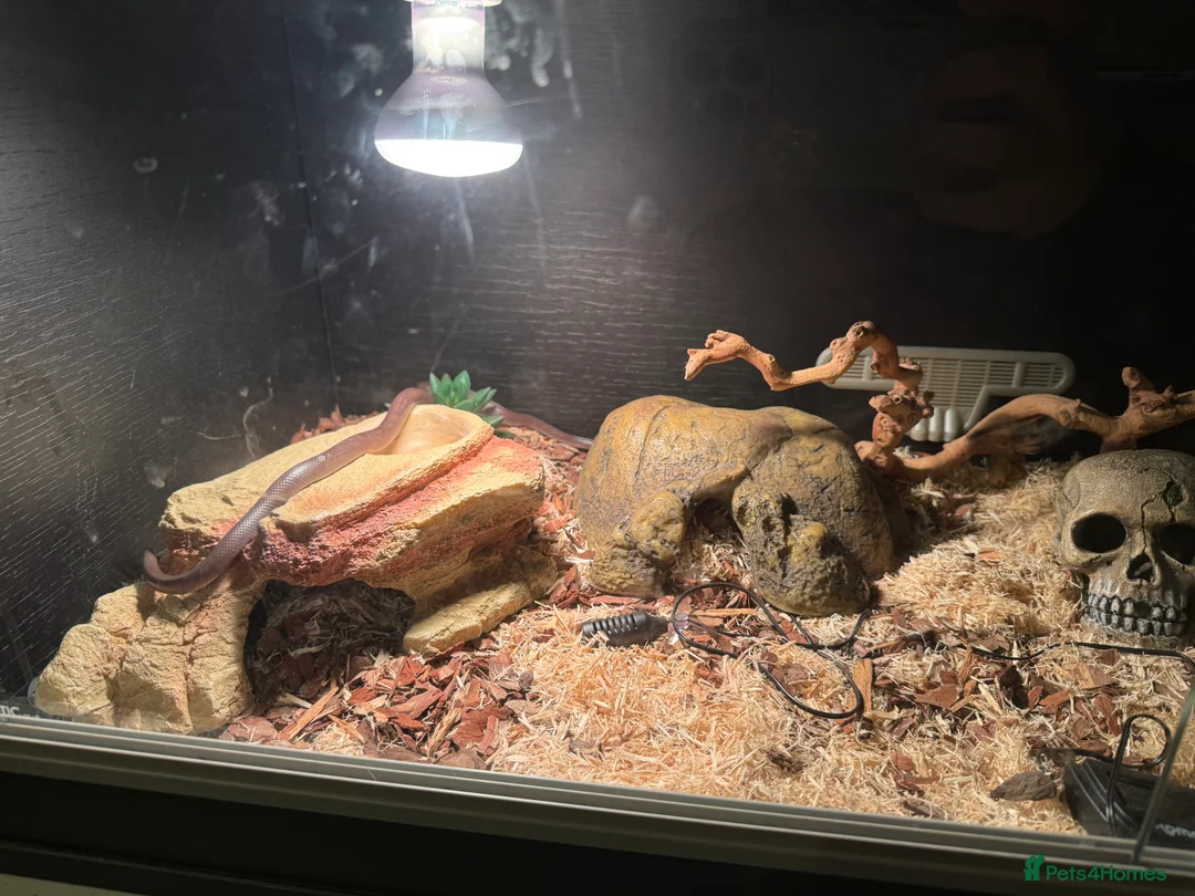 Snake reptiles for sale: Black African house snake - viv included if wanted - Advert 2