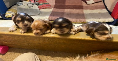 Cocker Spaniel dogs - Advert 2