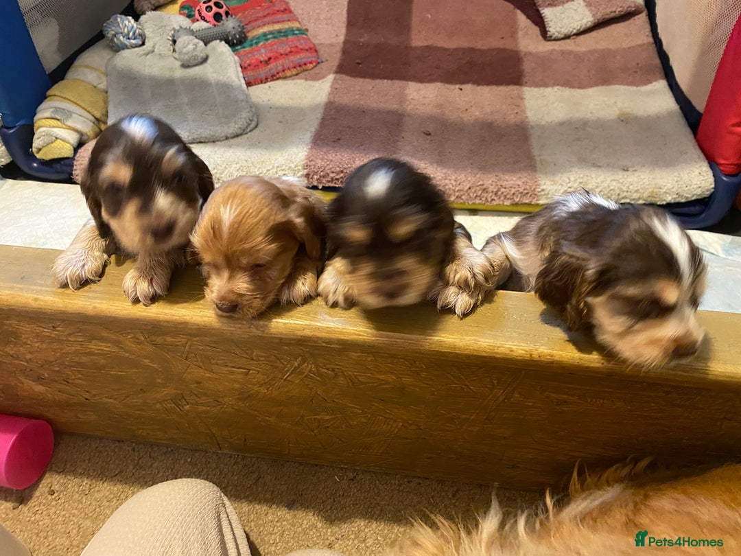 Cocker Spaniel dogs for sale: Mrs Lenton - Image 1