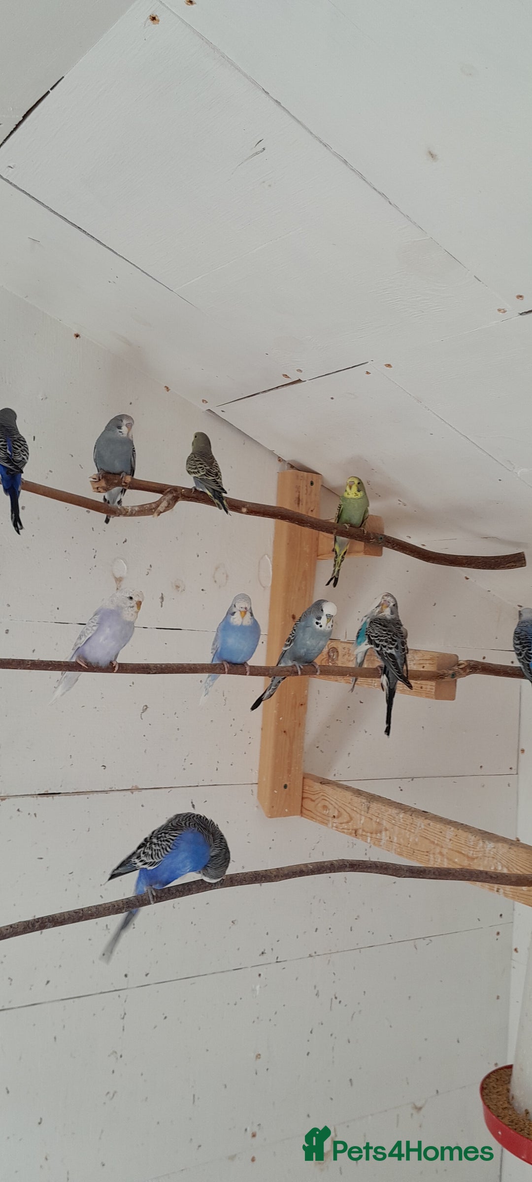 Budgerigars birds for sale: Budgies  - Image 7