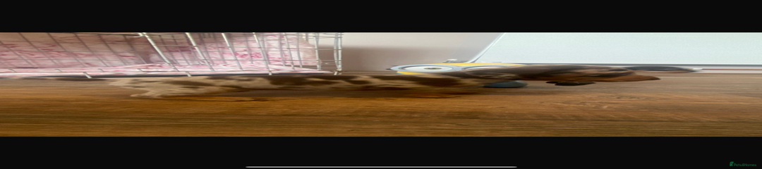 Miniature Dachshund Puppy 2