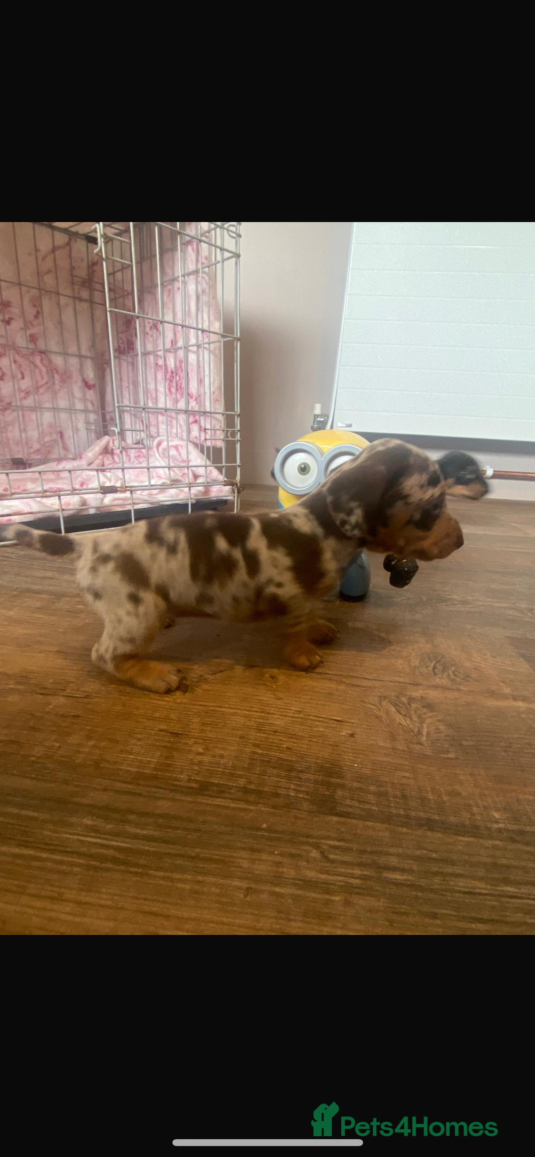 Miniature Dachshund dogs for sale: Miniature dachshund  - Image 6