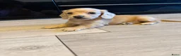 Miniature Dachshund dogs for sale: Cream long haired mini dachshund puppies - Advert 14