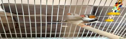 Finches birds for sale: Zebra Finches For Sale - Advert 4