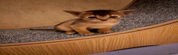 Abyssinian cats for sale: Abyssinian 7 weeks two boys - Advert 9