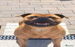 Staffordshire Bull Terrier dogs for stud: SCOOBY NOW AVAILABLE FOR STUD IN THE UK - Image 1