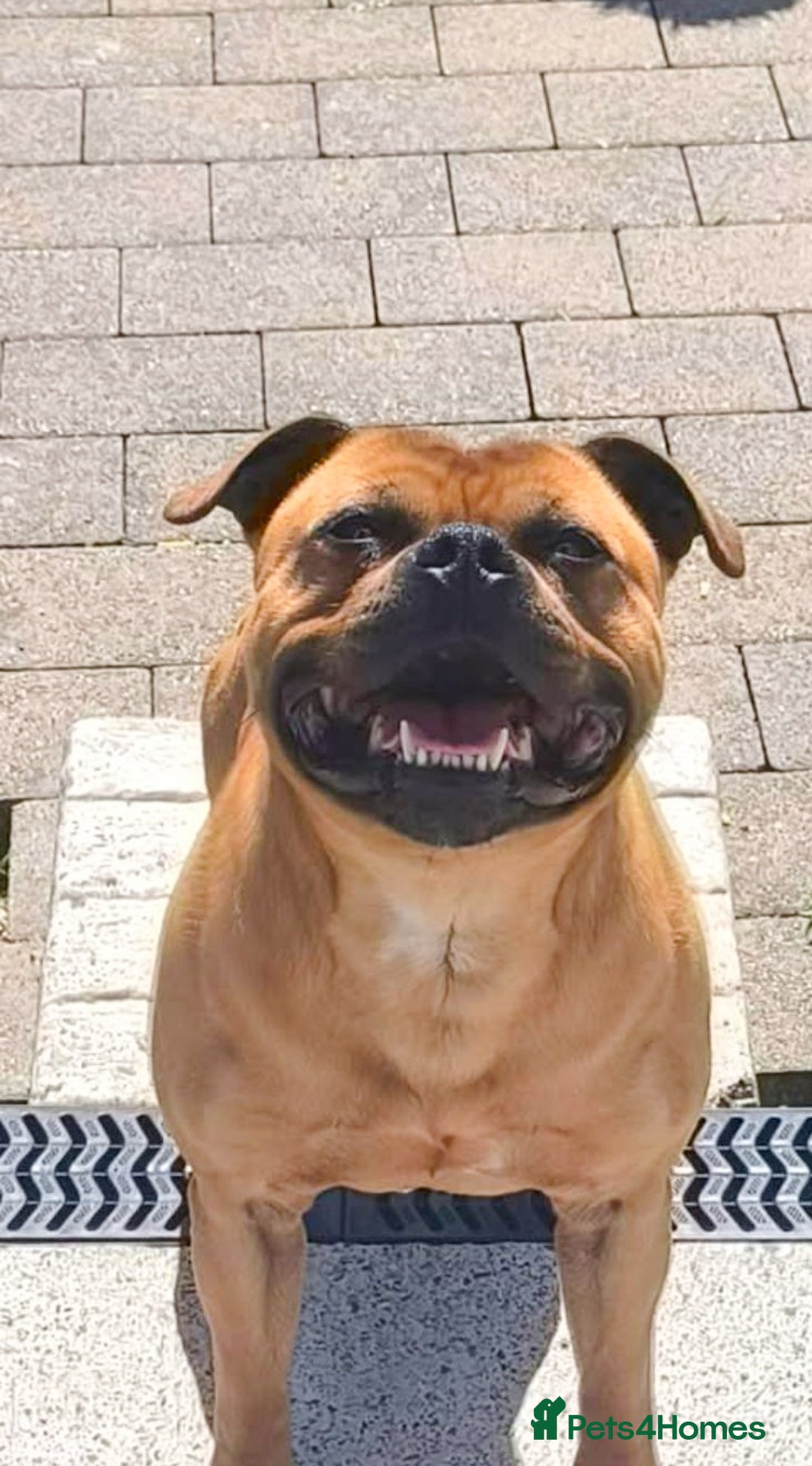 Staffordshire Bull Terrier dogs for stud: SCOOBY NOW AVAILABLE FOR STUD IN THE UK - Image 1