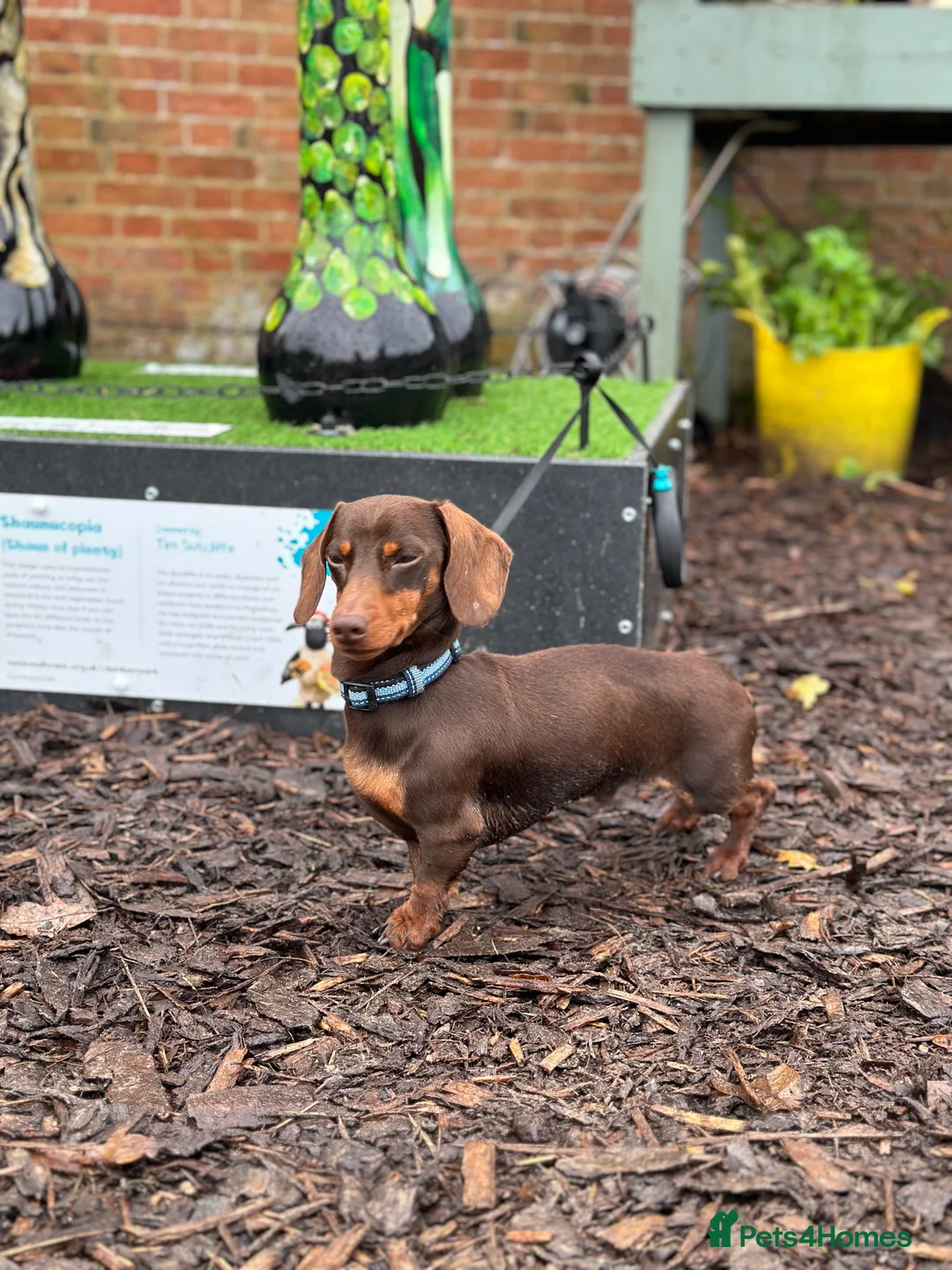 Miniature Dachshund dogs for stud: Barney chocolate and tan stud  in Mansfield - Advert 6