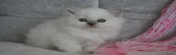 Scottish Fold cats for sale: 👑Beautiful Scottish Straight👑 - Advert 6