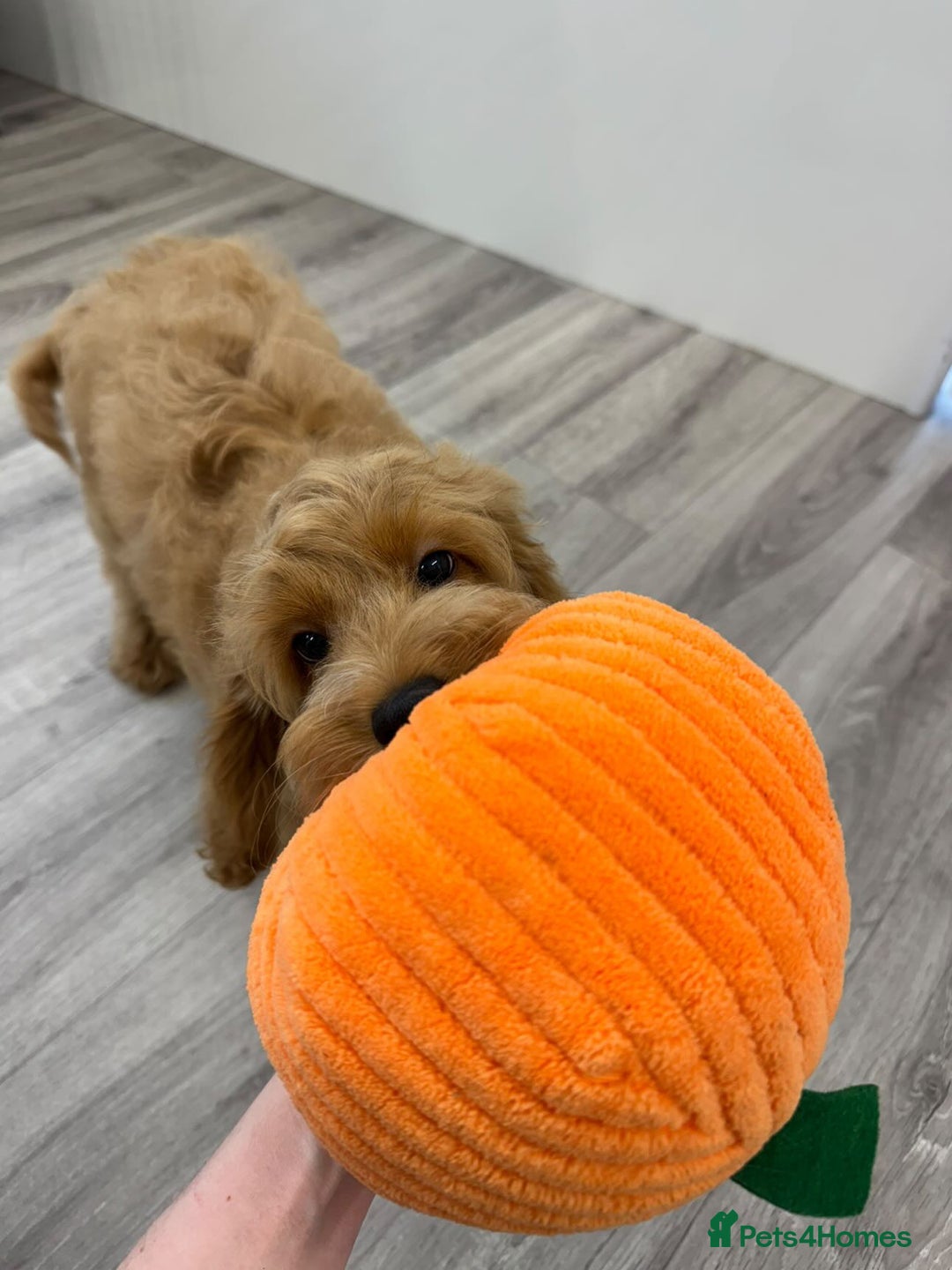 Cockapoo dogs for sale: Female Cockapoo 6 months old  - Advert 5