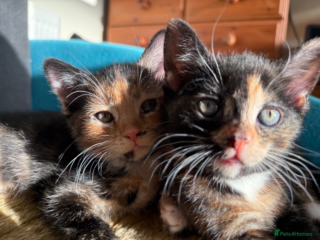 Mixed Breed cats for sale: Cute baby kittens - Advert 3