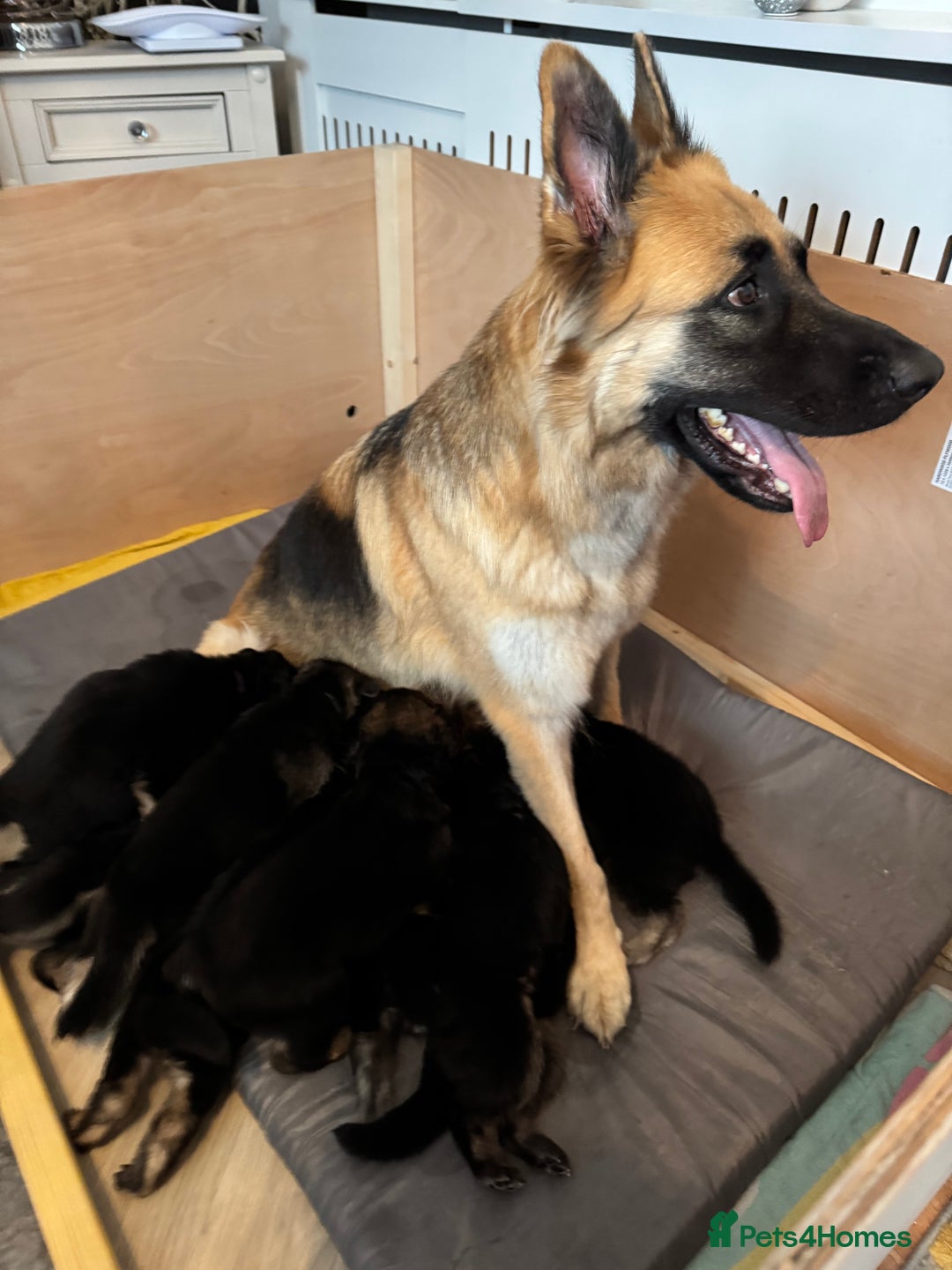 German Shepherd dogs for sale: Beautiful German Shepherd Puppies - Image 21