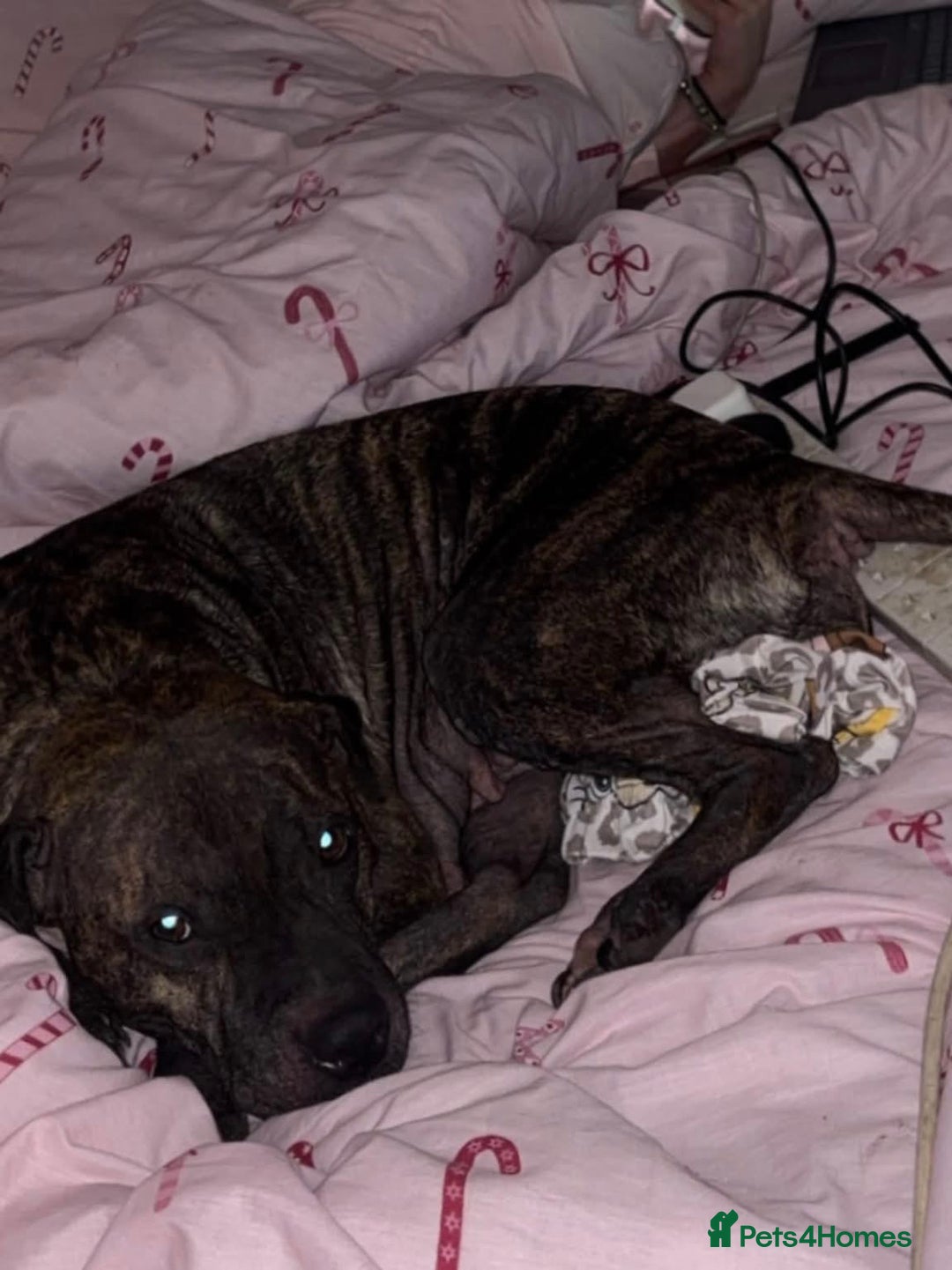 Mixed Breed dogs for sale: Roxy  - Advert 1