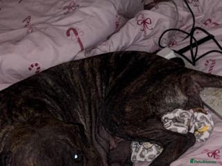 Mixed Breed dogs Roxy - Advert 3