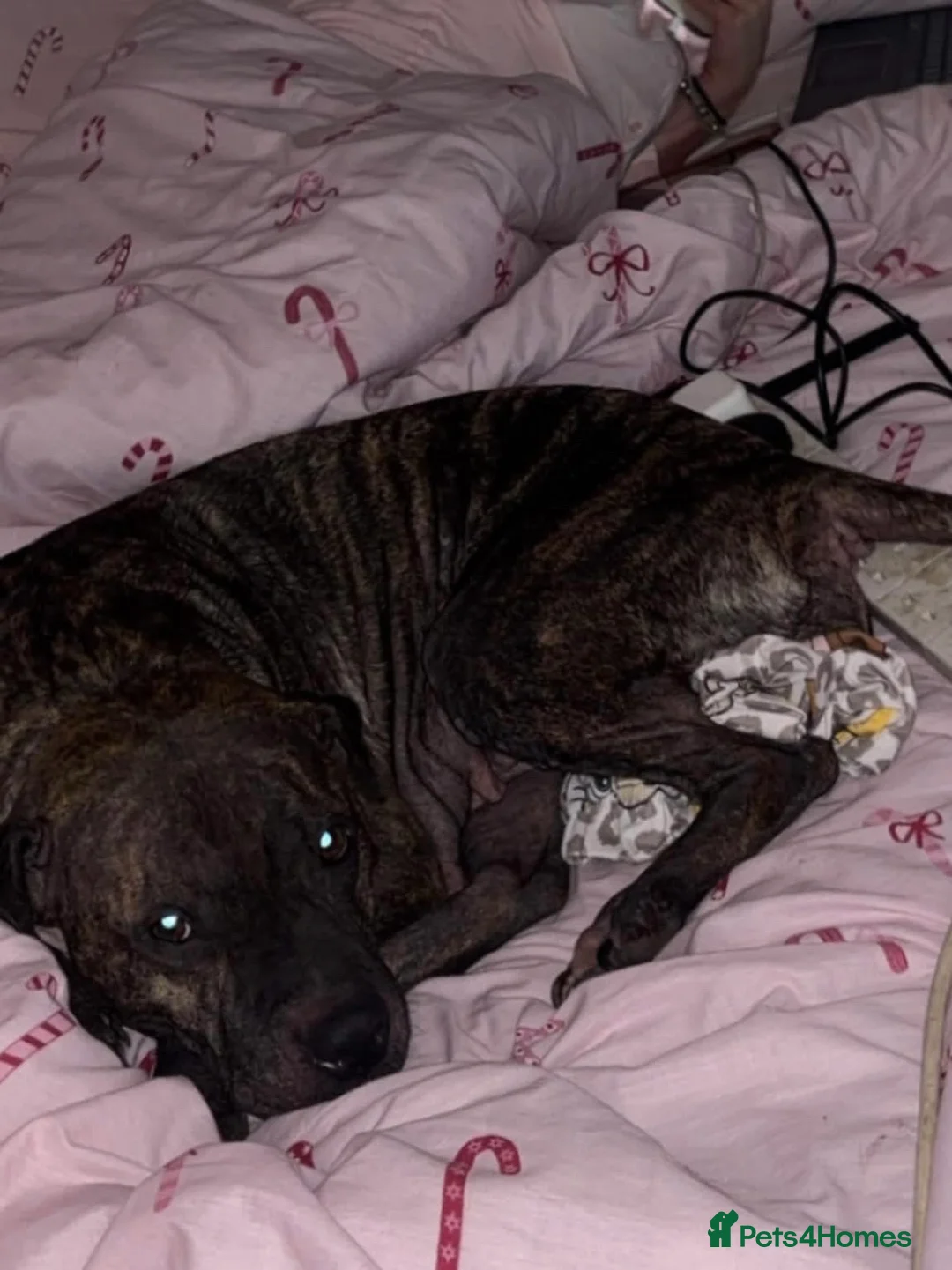 Mixed Breed dogs for sale: Roxy  - Advert 1