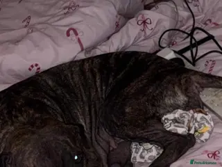 Mixed Breed dogs Roxy - Advert 4