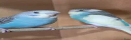 Budgerigars birds for sale: Gorgeous Baby Budgies - Advert 10