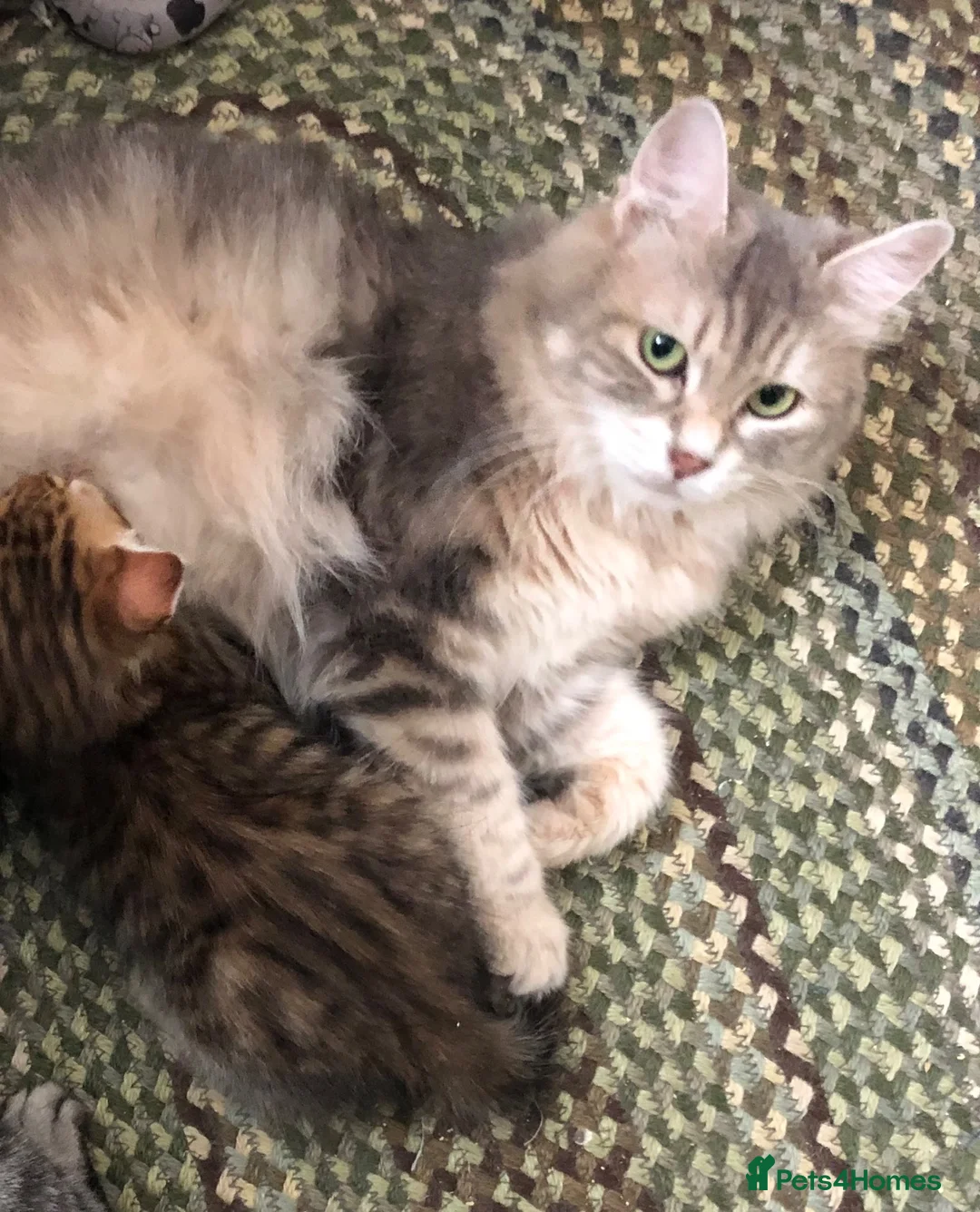Siberian cats for sale: Stunning kittens for sale! - Advert 13